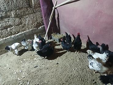 Куры, петухи: Продаю | Куры | Домашняя | Несушки at lalafo.kg — 14 Куры, петухи: Продаю | Куры | Домашняя | Несушки — 14