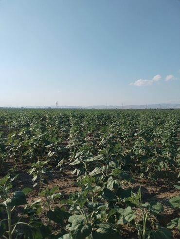 Torpaq sahələrinin satışı: 6400 sot, Kənd təsərrüfatı, Kupça (Çıxarış) — 6