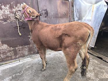 Коровы, быки: Продаю | Тёлка | Для разведения | Привязанные — 19