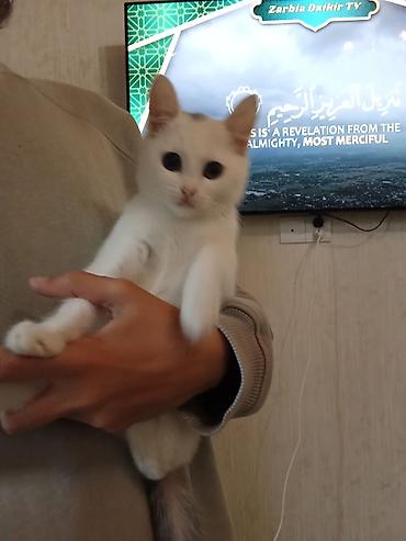 maykonq pişiyi: Etibarlı əllərə,təmiz ev pişiyidir.2 aylıq — 9