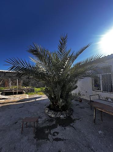 banan agaci: Xurma (xurma xurması) palmı – həyət və bağ sahələri üçün dekorativ iri — 4