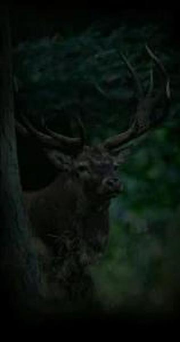 Ostale kamere: Kamera 4G SIM GPS Lovačka Solarna dual camera 30mpx. 8MP Trail Camera — 9