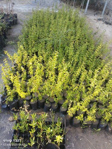 Ağaclar: Satılır: dekorativ bitkilər toplusu - Gül kolları (mini/çalı tipli) – — 17