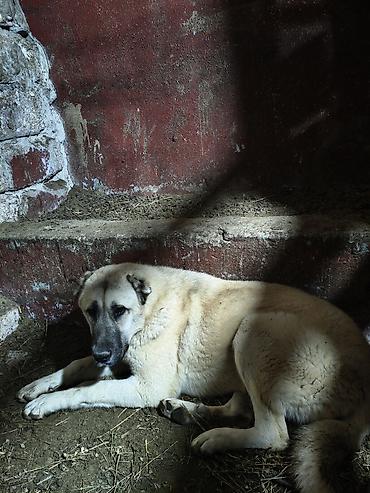 kangal satilik: Kanqal, 7 ay, Dişi, Peyvəndli — 4