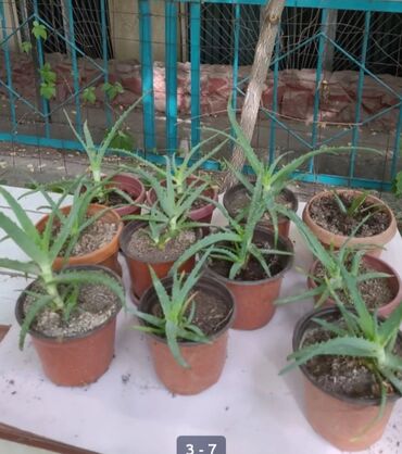 алое лекарственное: Алоэ и кактусы👈 🌵алоэ от 200 сом за один👈 🌵рассада кактуса "Красный
