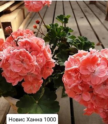 Герани и пеларгонии: Пеларгонии (герани) сортовые — детки в стаканчиках. Доступные сорта — 5