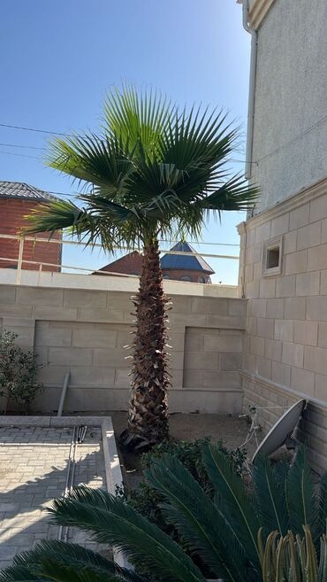 Çöl bitkiləri: 5 metr hündürlüyü olan Palma ağacı