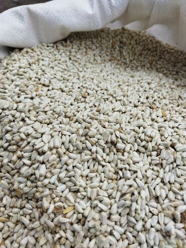 кофеварки зерновые: Семена и саженцы