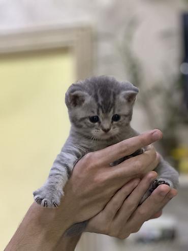 Pişiklər: Şotland, Erkək, Dişi, Ünvandan götürmə — 13