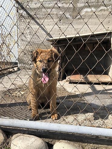 Продажа собак: Овчарка, 4 месяца, Самка — 7