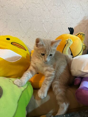 Pişiklər: Şotland yastı qulaq, Erkək, Dişi, Yaxşı əllərə, Ünvandan götürmə, Pulsuz çatdırılma, Ödənişli çatdırılma — 149