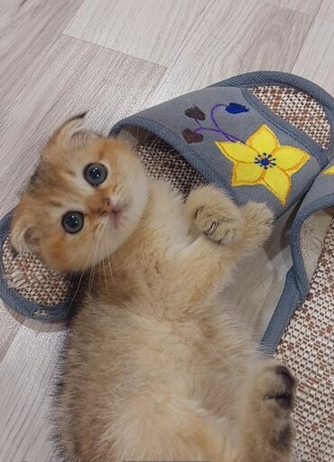 Pişiklər: Şotland, Erkək, Dişi, Yaxşı əllərə, Ünvandan götürmə — 2