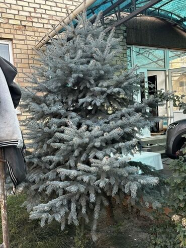измельчитель веток: Голубая ель (Picea pungens ‘Glauca’) для озеленения участка. - Пышная