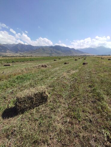 село заречное: 140 соток Айыл чарба үчүн