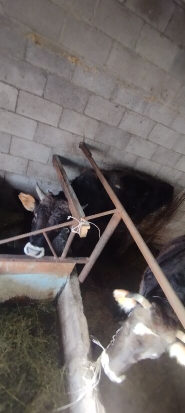 Коровы, быки: Продаю | Бык (самец) | Швицкая | Осеменитель — 5