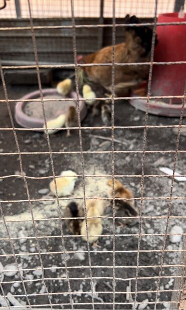 захоронение животных: Курица с цыплятами 5 дневники