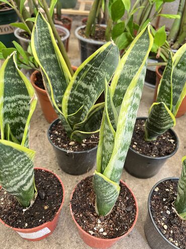 Другие услуги: Продаю цветы😍 Очень много разных 🪴🎋🍃🌱 Антуриумы Спатифиллум Алоказия — 11