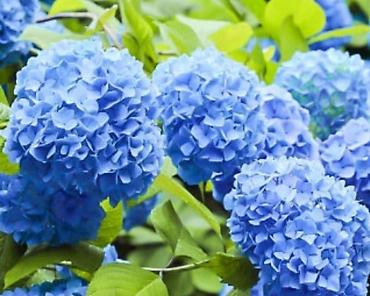 Другие садовые цветы и кустарники: В наличии метельчатые и крупно листовые гортензиии .все сорта есть at lalafo.kg — 10 Другие садовые цветы и кустарники: В наличии метельчатые и крупно листовые гортензиии .все сорта есть — 10