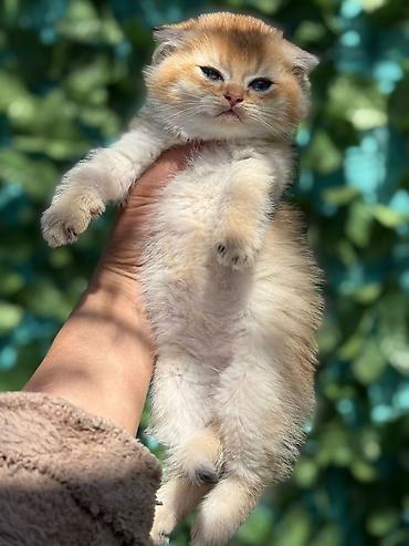 Pişiklər: Şotland — 6