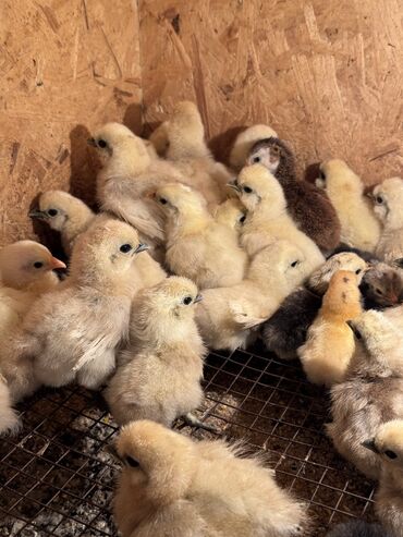 сколько стоит 1 кг домашних пельменей: 🐣Продаю декоративные карликовые породы кур и петухов! Отличные