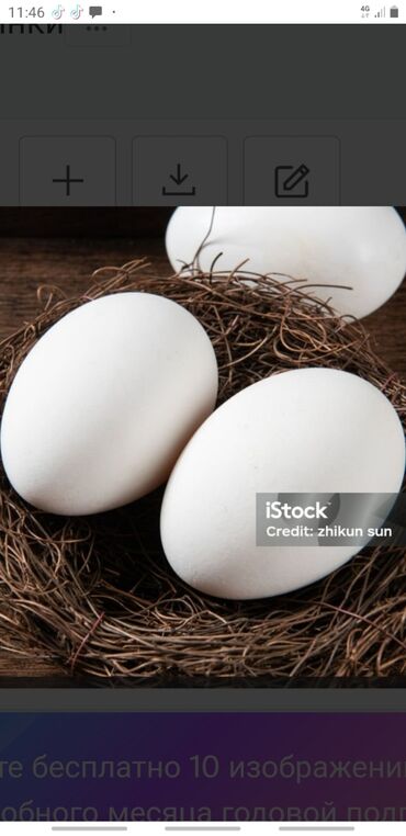 Птицы: Продаю гусинное яйцо100 шт бролерное для инкубации, по регионом