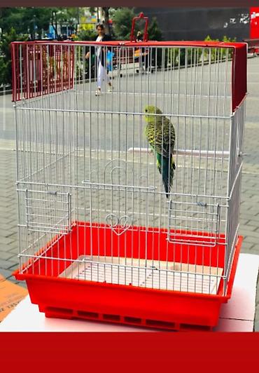 Tutuquşları: Bala Valnisti 9azn Boş qəfəs 9azn 1 bala quş +Qəfəs +Suqabı+Yemqabı — 7