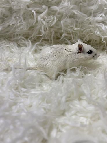 Хомяки: Продаются хомячки джунгарские, сирийские, ангорские пушистые хомячки — 17