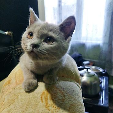 Британский короткошёрстный котёнок, окрас голубой (серый). Плюшевая