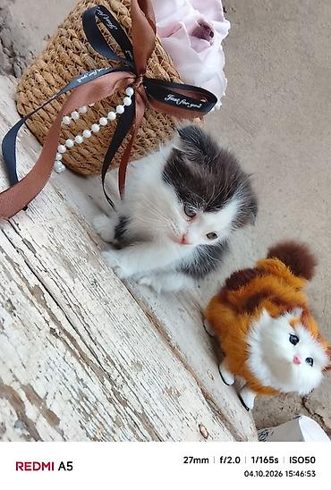 Продажа кошек: Котята — домашние любимцы - Породы: домашние короткошёрстные. Окрас — 4