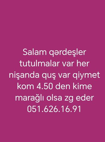 купить собаку в: Tutulma tergidme quşlar her nişanda quş var