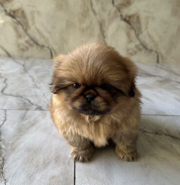 İtlər: Pekines, 2 ay, Ödənişli çatdırılma — 3