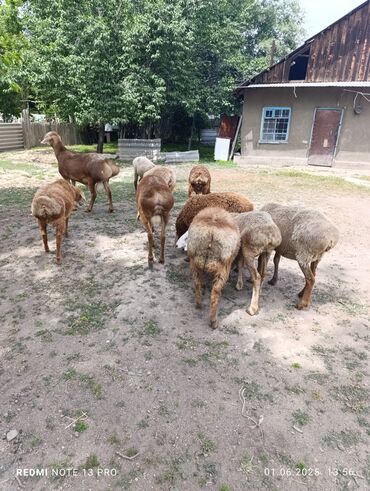баран гиссар: Продаю Бараны и Кочкоры Козу