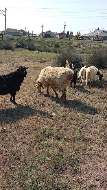 qoyun derisi: Dişi, il: 2, 60 kq, Damazlıq, Ünvandan götürmə — 6