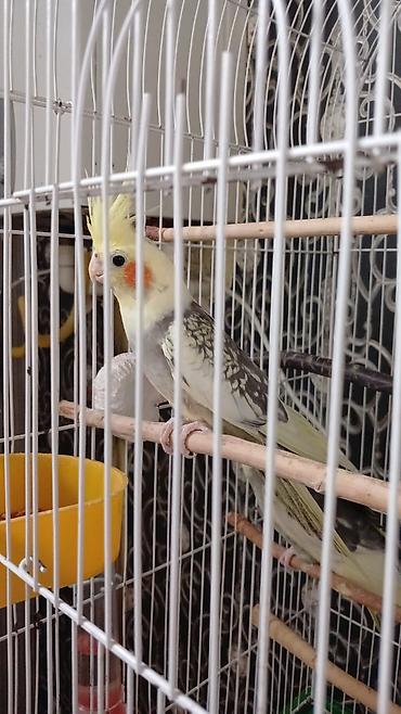setter it cinsi: Karella tutuqusu erkey disi biryerde satilir qiymet 2 sine aitdi — 2