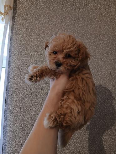 İtlər: 3 ay, Dişi, Peyvəndli, Ünvandan götürmə — 11