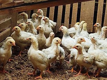 собака хаска: Продаю | Цыплята | Для разведения, Несушки — 6