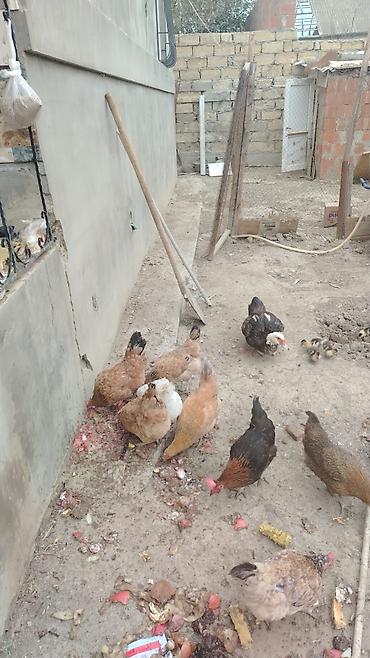 cücə və xoruz: Toyuq, Yumurtalıq — 1