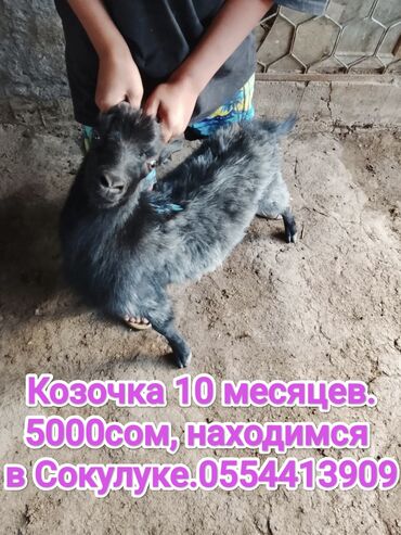 пидбуль щенок в оше эркек: Продаю | Козёл (самец) | На забой