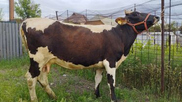 порода голштин: Продаю | Корова (самка) | Голштин, Алатауская | Искусственник