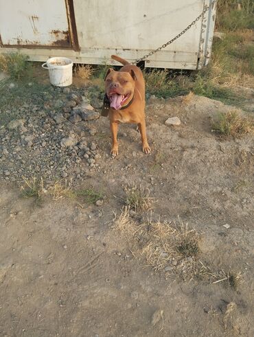 Pitbul erkey satiram