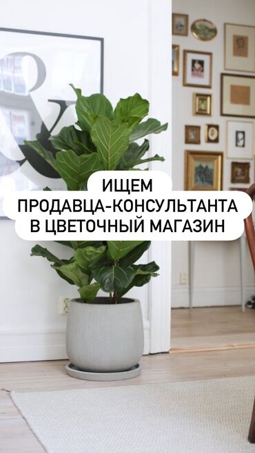 ищу работу реализатор: В поисках Продавца Консультанта 🔎🪴 В Цветочный Магазин по комнатным