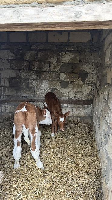 brama satisi: İki baş erkək simmental buzovlar satılır. Yalnız və yalnız real — 1
