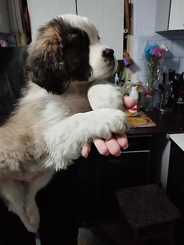 Продажа собак: Сенбернар, 3 месяца, Самка — 4