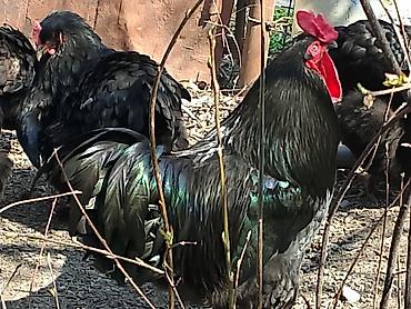 Птицы: Продаю Петушков — 5