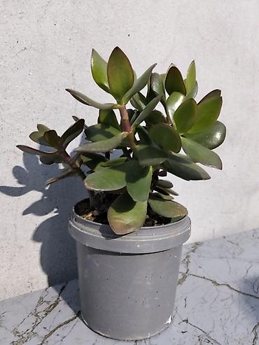 ağac gülləri: Pul gülü (Crassula ovata) – saksıda ətli yarpaqlı sukulent. - — 3