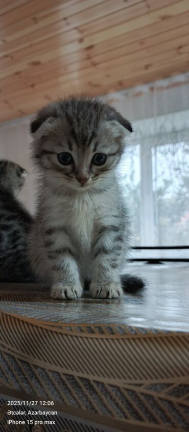 Pişiklər: Şotland — 7