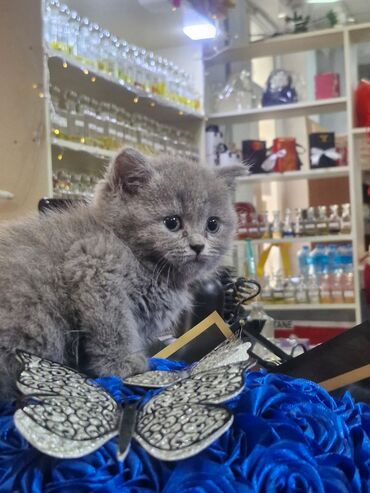 Pişiklər: Britan yastı qulaq, Erkək, Dişi, Yaxşı əllərə, Ünvandan götürmə, Pulsuz çatdırılma, Ödənişli çatdırılma — 8