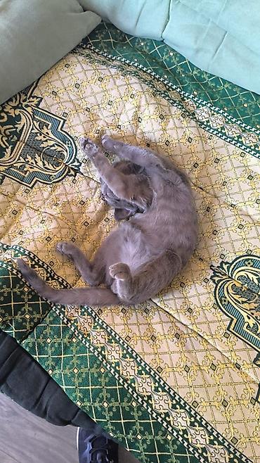 британская кошка: Отдадим в добрые руки, даром, пришёл к нам на склад, может кто — 4
