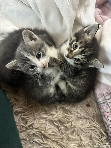 кот маленький: ГОРОД ТОКМОК ОТДАМ В ХОРОШИЕ И ДОБРЫЕ РУКИ — 4