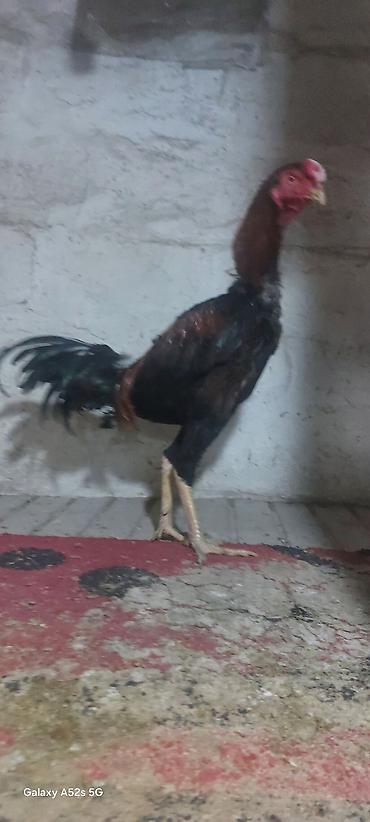 sumatra xoruzu: Məhsul: Aseel (uzunsayaq bədən quruluşlu) xoruz Təsvir: - Rəng — 3